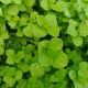 Máta peprná Mini Mint - Mentha piperita - osivo máty - 20 ks