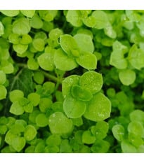 Máta peprná Mini Mint - Mentha piperita - osivo máty - 20 ks