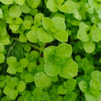 Máta peprná Mini Mint - Mentha piperita - osivo máty - 20 ks