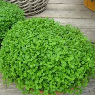 Máta peprná Mini Mint - Mentha piperita - osivo máty - 20 ks