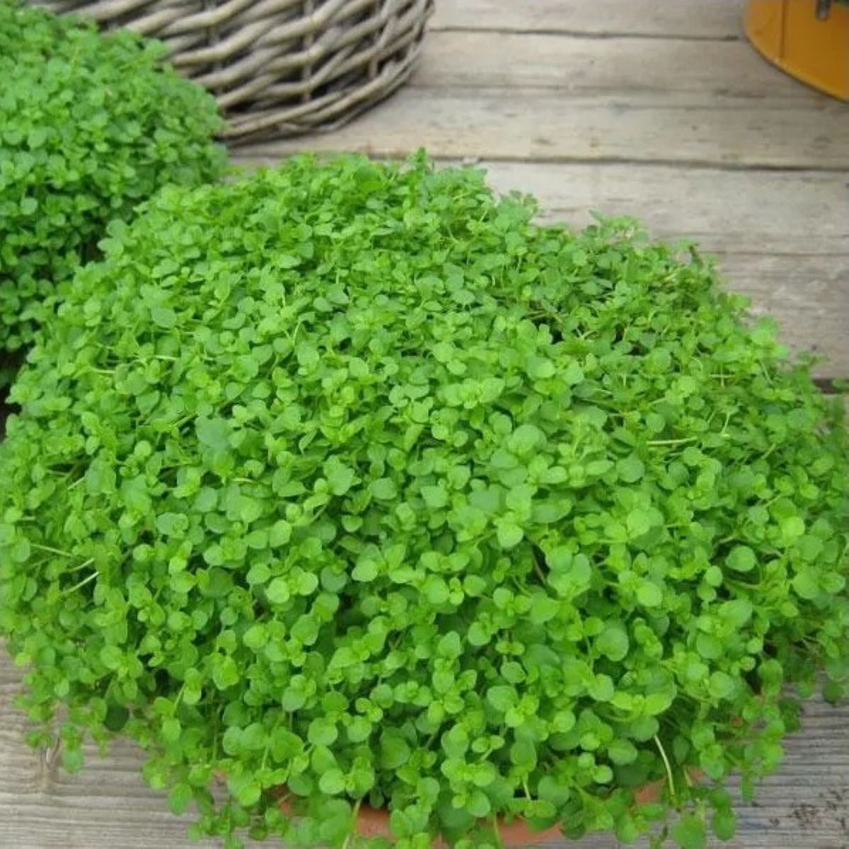 Máta peprná Mini Mint - Mentha piperita - osivo máty - 20 ks