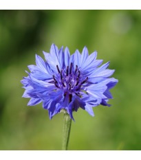 Chrpa modrá - Centaurea cyanus - osivo chrpy - 30 ks