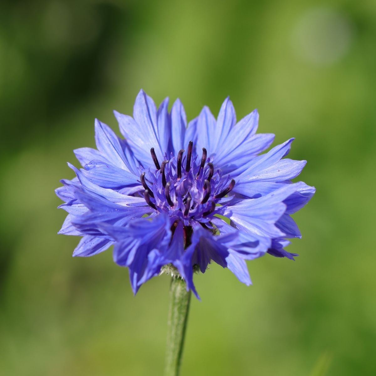 Chrpa modrá - Centaurea cyanus - osivo chrpy - 30 ks