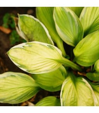 Funkie - Hosta Captains Adventure - hlízy hosty - 1 ks