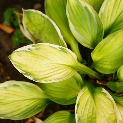 Funkie - Hosta Captains Adventure - hlízy hosty - 1 ks