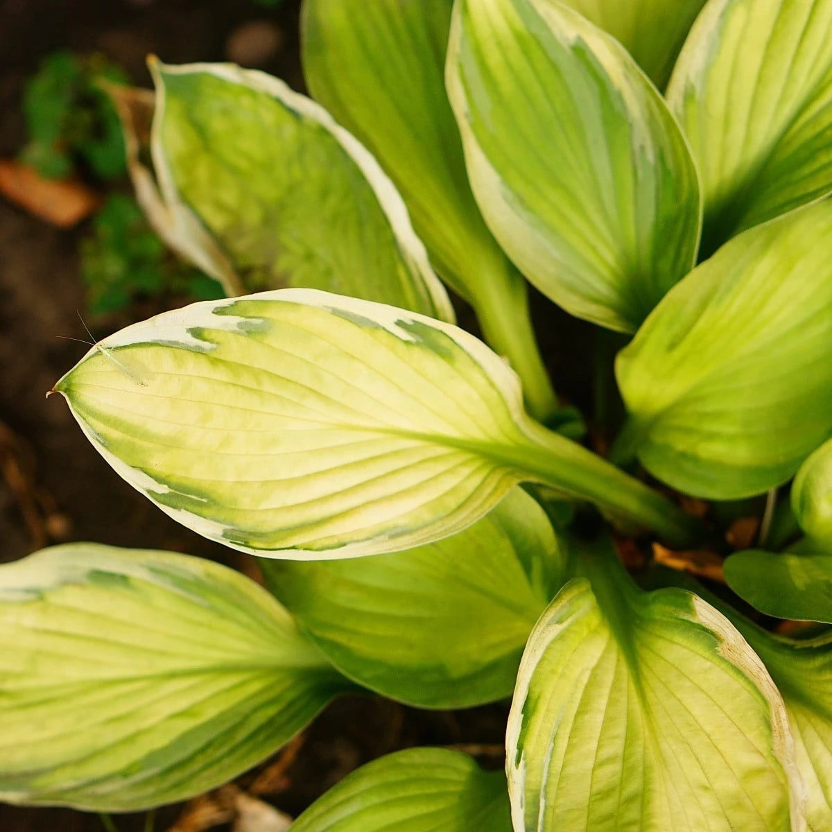 Funkie - Hosta Captains Adventure - hlízy hosty - 1 ks