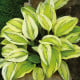Funkie - Hosta Captains Adventure - hlízy hosty - 1 ks