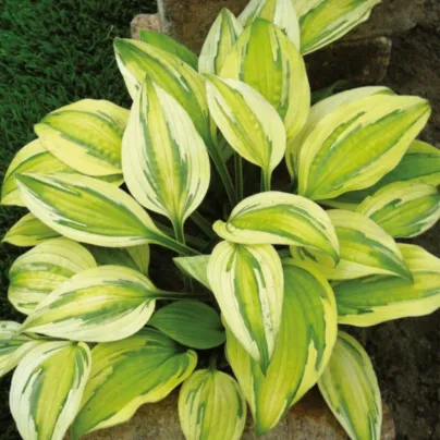 Funkie - Hosta Captains Adventure - hlízy hosty - 1 ks