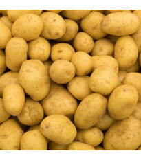 Sadbové brambory Princess - Solanum tuberosum - sadba - 5 kg