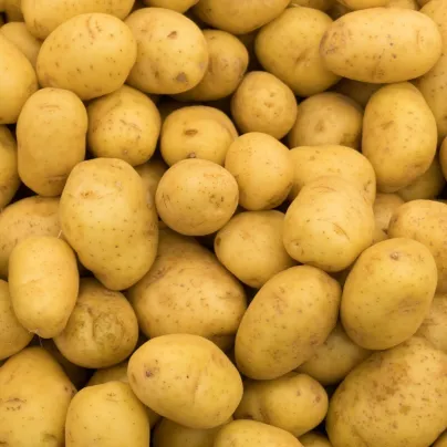 Sadbové brambory Princess - Solanum tuberosum - sadba - 5 kg