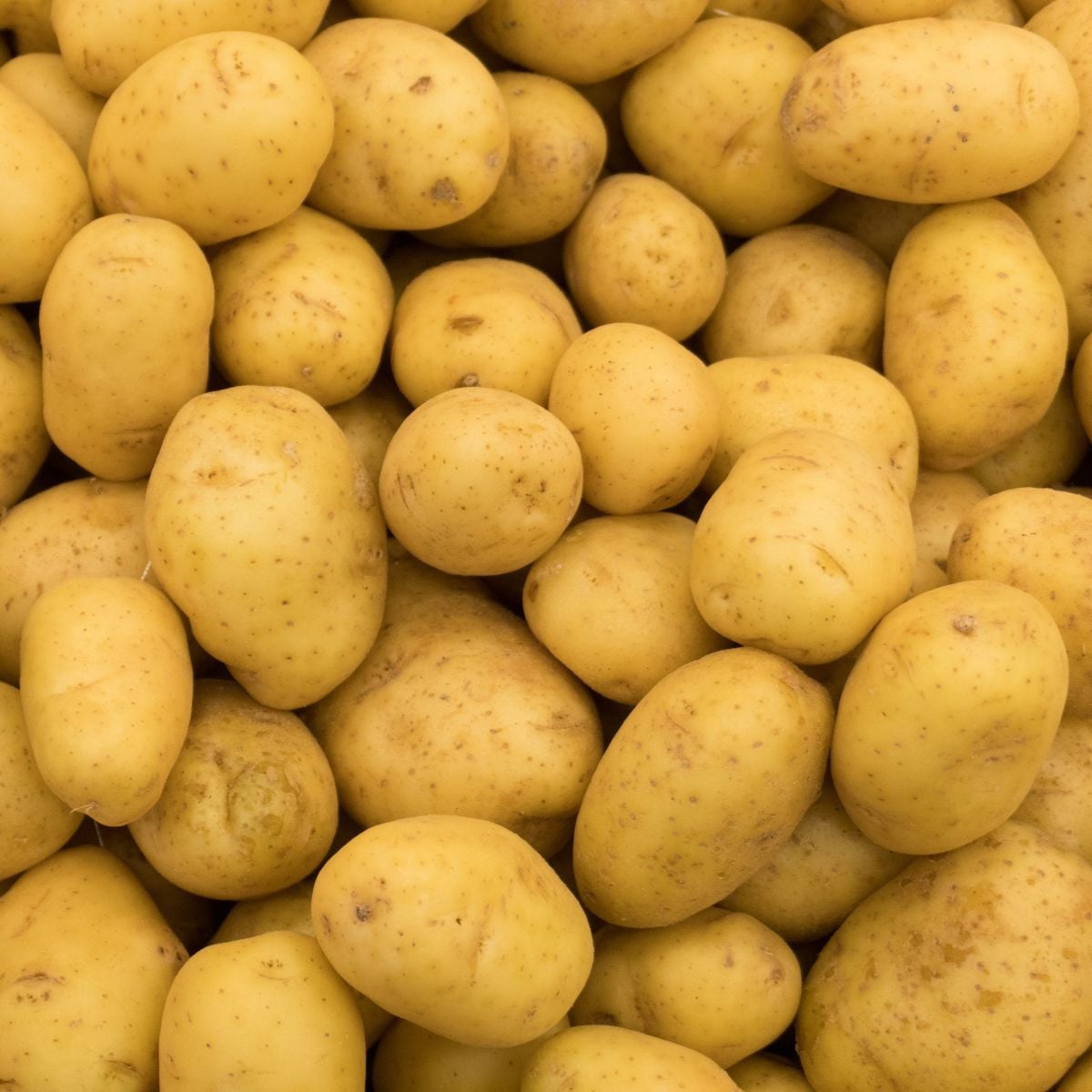 Sadbové brambory Princess - Solanum tuberosum - sadba - 5 kg