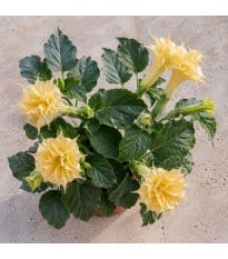 Durman metelový Double Yellow - Datura metel - osivo durmanu - 5 ks