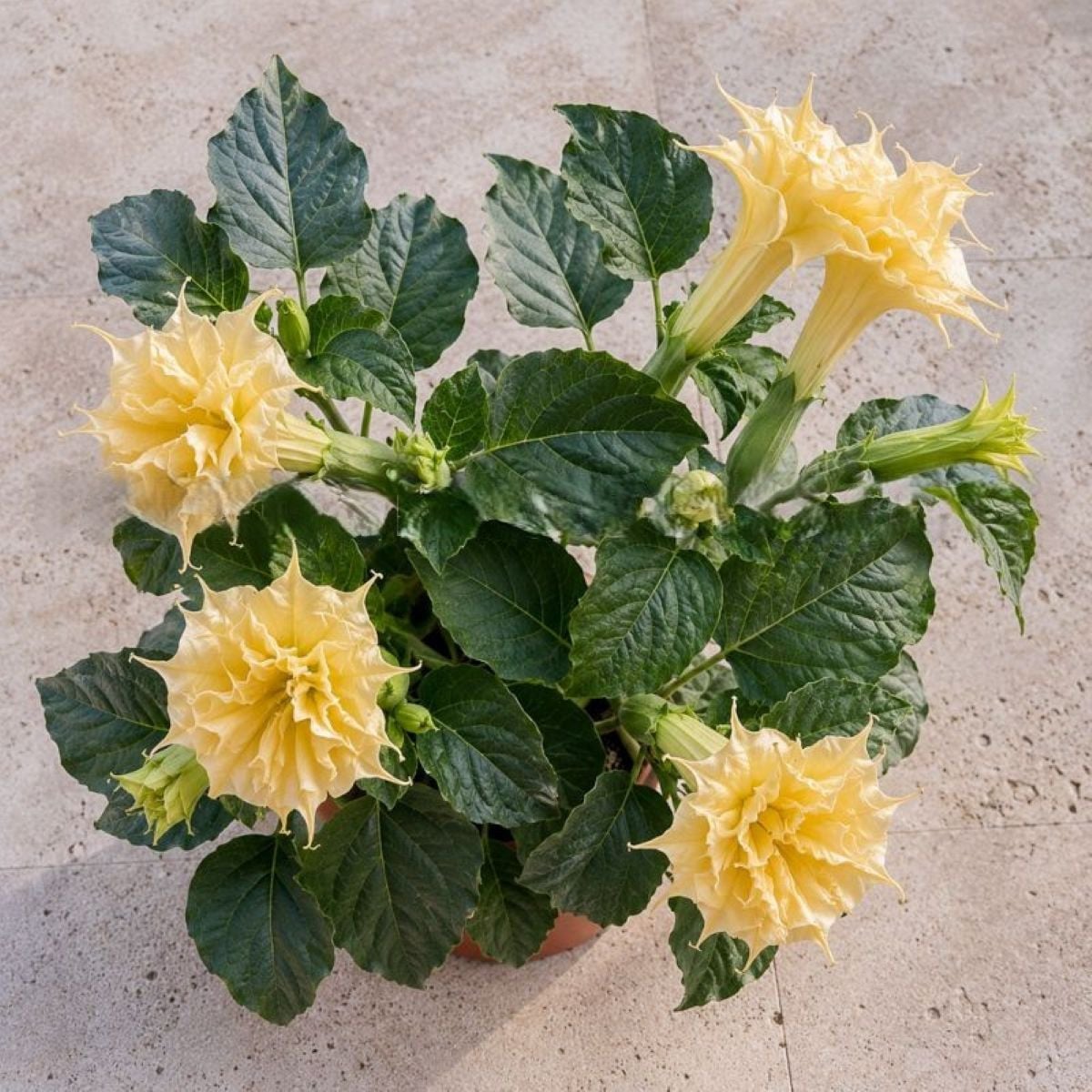 Durman metelový Double Yellow - Datura metel - osivo durmanu - 5 ks