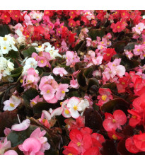 Begonie Nightlife Mix F1 - Begonia semperflorens - osivo begónie - 12 ks