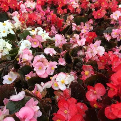 Begonie Nightlife Mix F1 - Begonia semperflorens - osivo begónie - 12 ks