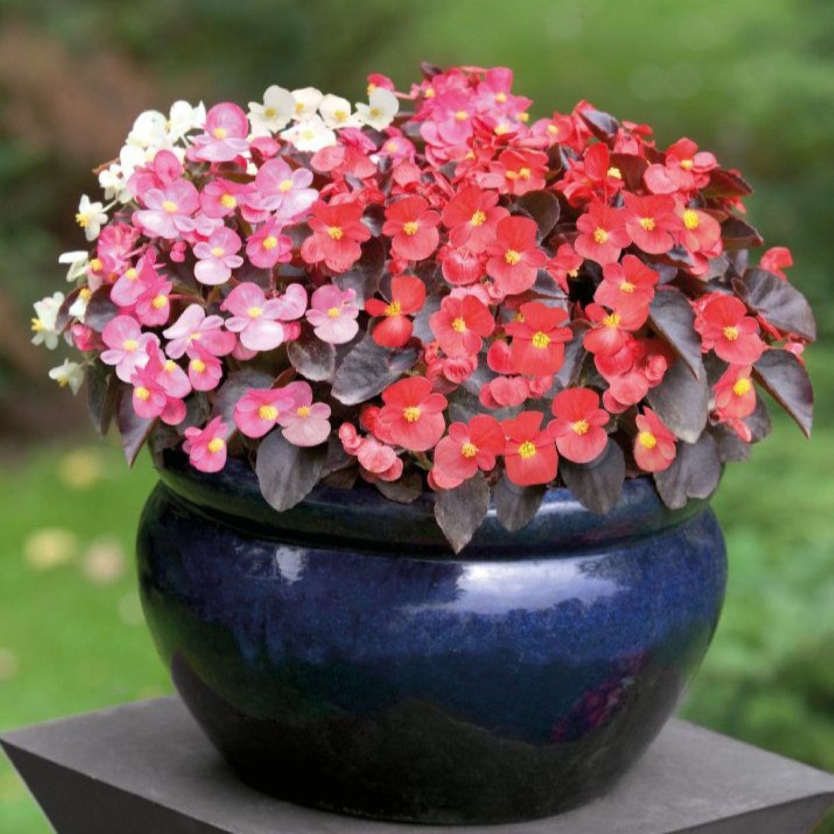 Begonie Nightlife Mix F1 - Begonia semperflorens - osivo begónie - 12 ks