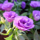 Eustoma Lilac F1 - Eustoma grandiflorum - osivo eustomy - 12 ks
