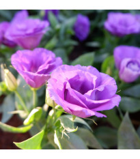 Eustoma Lilac F1 - Eustoma grandiflorum - osivo eustomy - 12 ks
