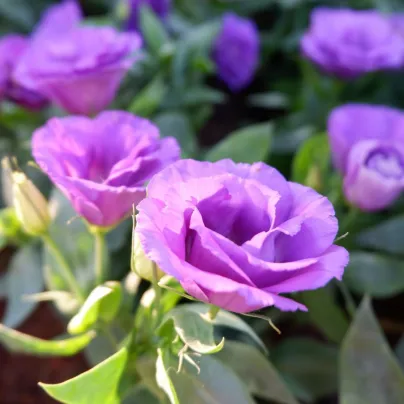 Eustoma Lilac F1 - Eustoma grandiflorum - osivo eustomy - 12 ks