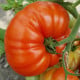 Rajče Gigantomo - Solanum lycopersicum - osivo rajčete - 5 ks