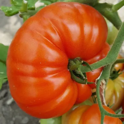 Rajče Gigantomo - Solanum lycopersicum - osivo rajčete - 5 ks