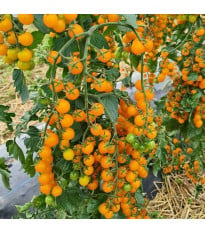 Rajče Perlino žluté F1 - Solanum lycopersicum - osivo rajčat - 6 ks