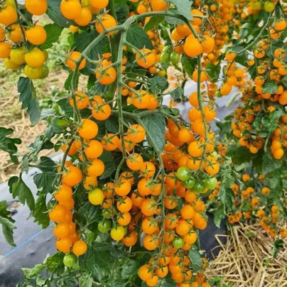 Rajče Perlino žluté F1 - Solanum lycopersicum - osivo rajčat - 6 ks