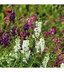 Angelonie směs barev - Angelonia angustifolia - osivo angelonie - 6 ks
