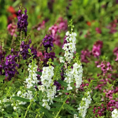 Angelonie směs barev - Angelonia angustifolia - osivo angelonie - 6 ks