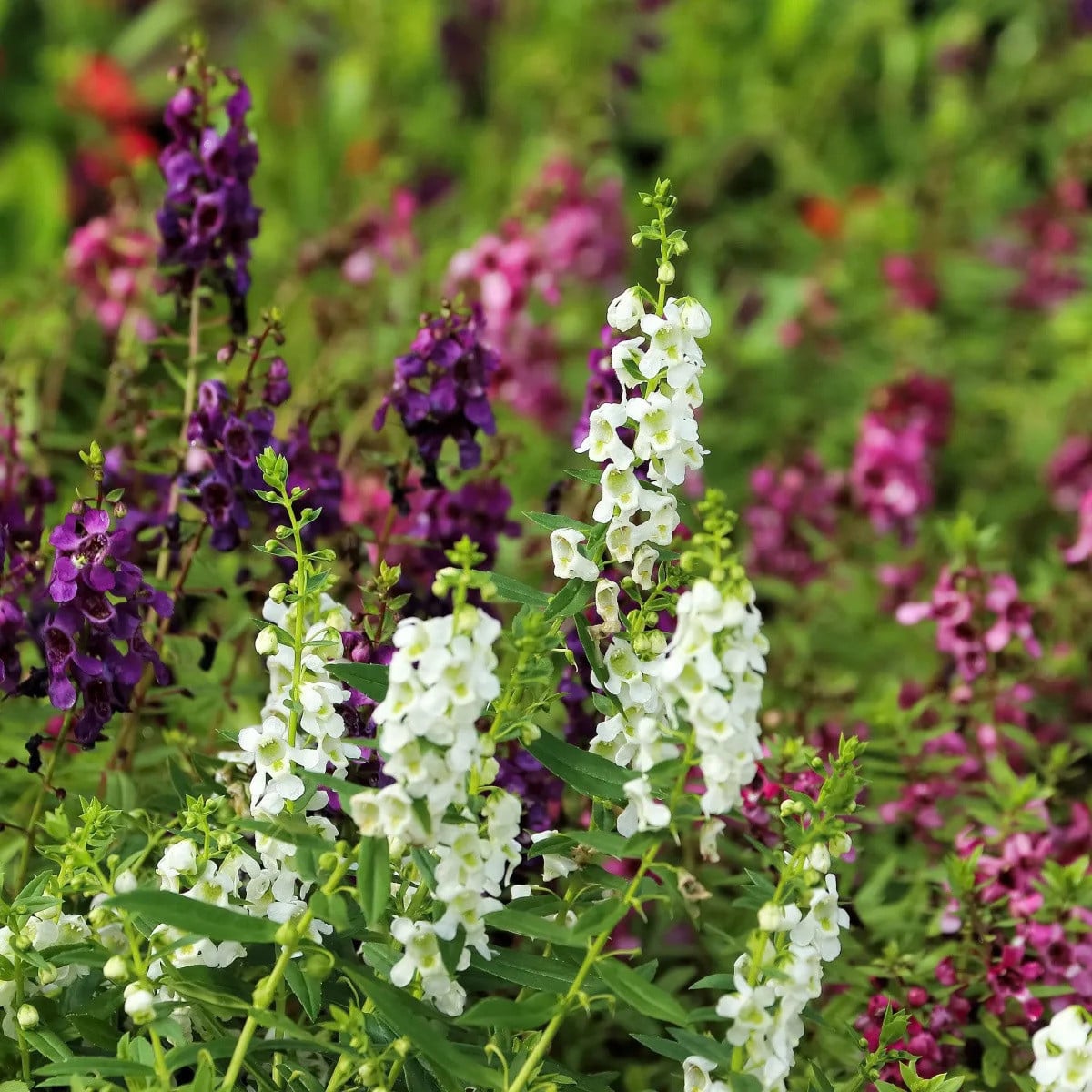 Angelonie směs barev - Angelonia angustifolia - osivo angelonie - 6 ks