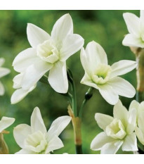 Narcis Polar Hunter – Narcissus – narcisy – cibule
