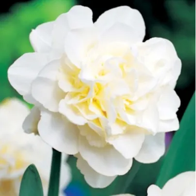 Narcis Obdam – Narcissus – narcisy – cibule