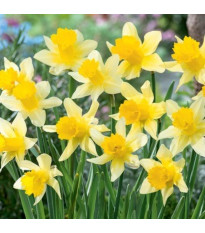 Narcis Lobularis – Narcissus – narcisy – cibule