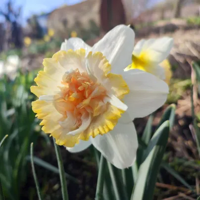 Narcis Petit Four – Narcissus – narcisy – cibule