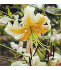 Lilie Lady Alice – Lilium – lilie – cibule – pěstování