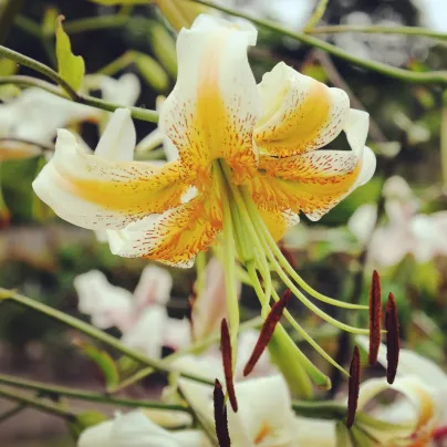 Lilie Lady Alice – Lilium – lilie – cibule – pěstování