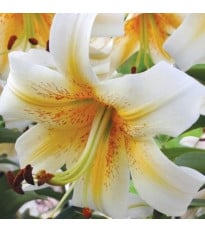 Lilie Mister Cas – Lilium – lilie – cibule – pěstování