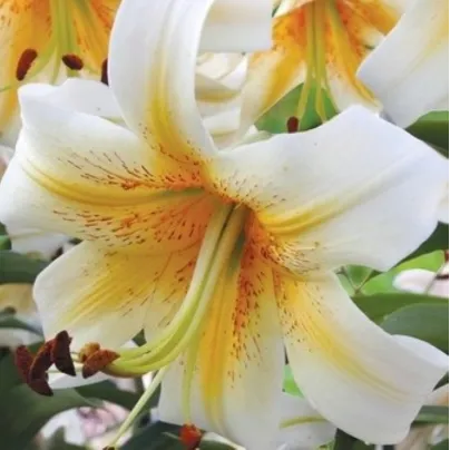 Lilie Mister Cas – Lilium – lilie – cibule – pěstování