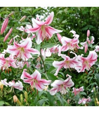 Lilie Anastasia – Lilium – lilie – cibule – pěstování