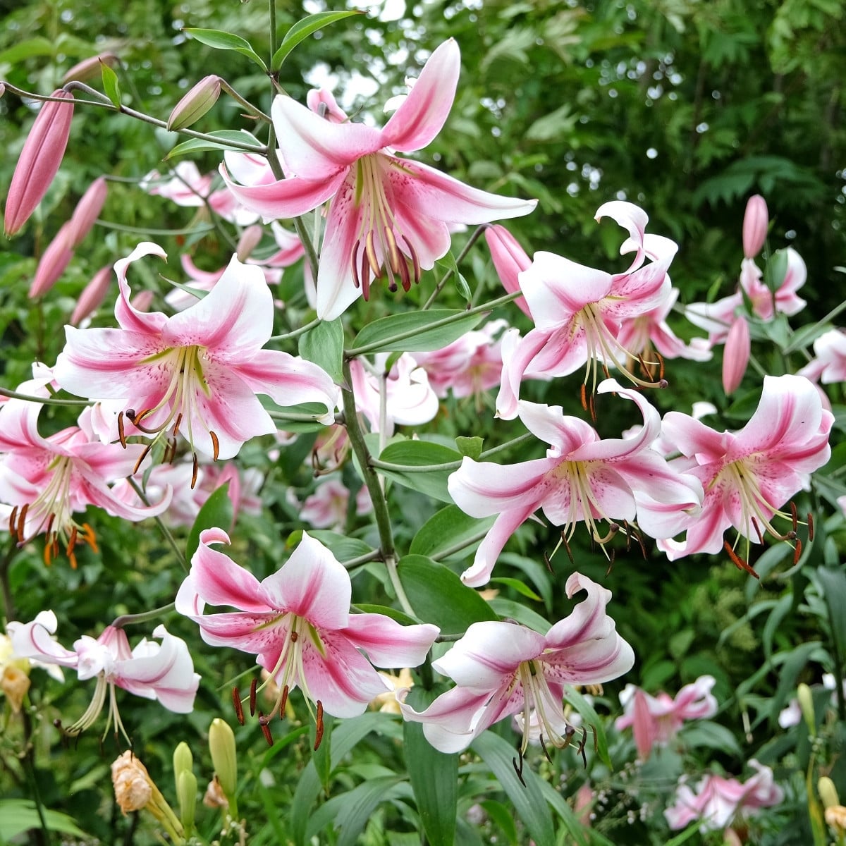 Lilie Anastasia – Lilium – lilie – cibule – pěstování