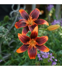 Lilie Forever Susan – Lilium – lilie – cibule – pěstování