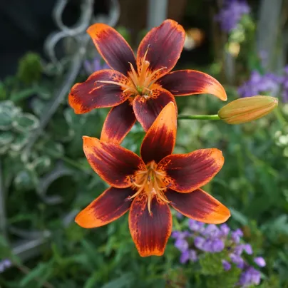 Lilie Forever Susan – Lilium – lilie – cibule – pěstování