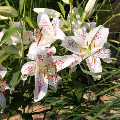Lilie Muscadet – Lilium – lilie – cibule – pěstování