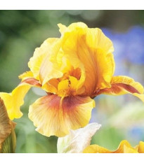 Kosatec německý Golden Muffin – Iris germanica – hlízy kosatců