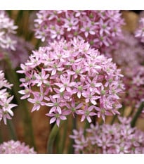 Česnek Pink Jewel – Allium – česneky – cibule – pěstování