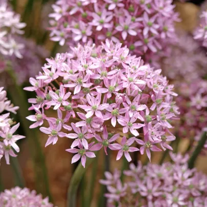 Česnek Pink Jewel – Allium – česneky – cibule – pěstování