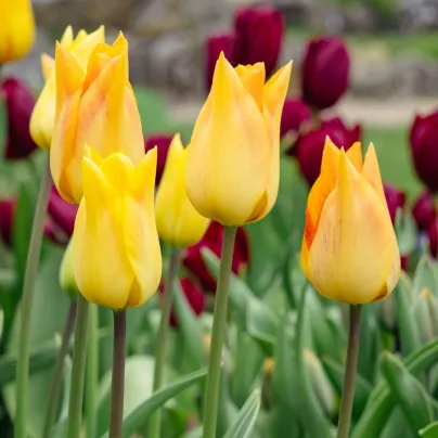 Tulipán Moonblush – Tulipa – cibuloviny