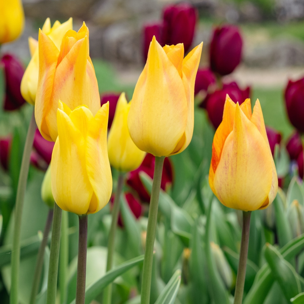 Tulipán Moonblush – Tulipa – cibuloviny