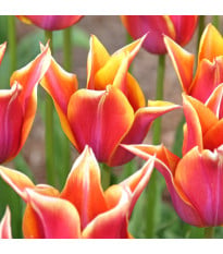 Tulipán Sonnet – Tulipa – cibuloviny