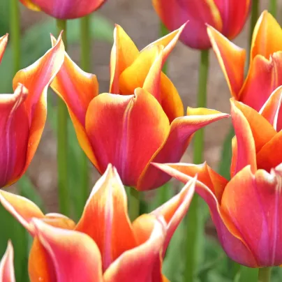 Tulipán Sonnet – Tulipa – cibuloviny